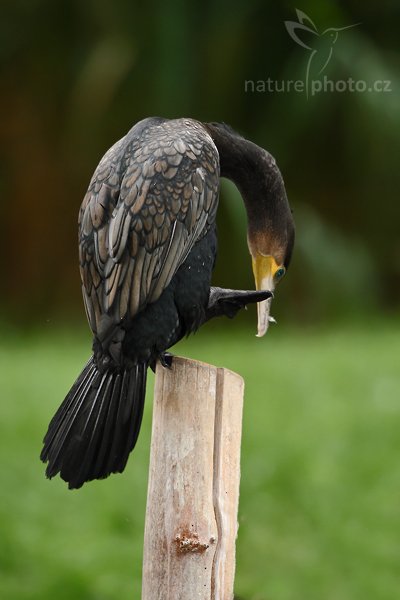 Kormorán velký (Phalacrocorax carbo), Kormorán velký (Phalacrocorax carbo), Great Cormorant, Autor: Ondřej Prosický | NaturePhoto.cz, Model: Canon EOS-1D Mark III, Objektiv: Canon EF 200mm f/2 L IS USM + TC Canon 2x, Ohnisková vzdálenost (EQ35mm): 520 mm, stativ Gitzo 3540LS + RRS BH55, Clona: 4.5, Doba expozice: 1/200 s, ISO: 500, Kompenzace expozice: -2/3, Blesk: Ano, Vytvořeno: 20. července 2008 16:58:06, Vienna - Schönbrunn (Rakousko)